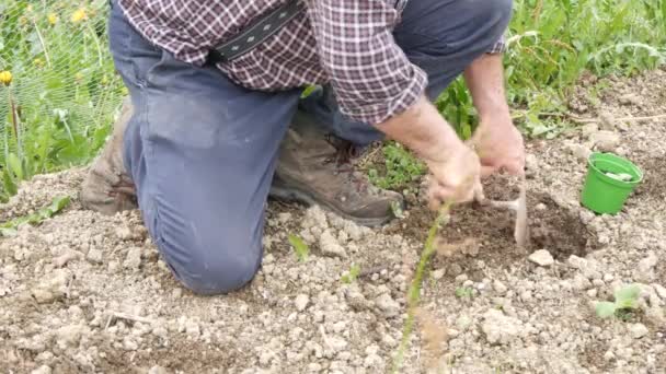 Senior Farmer Working Farm Organic Green Garden Seeding Squash Zuccini — Stock Video