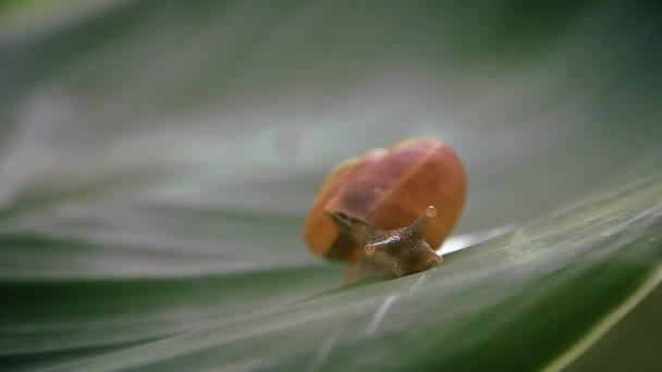 Dof Poco Profundo Bradybaena Similaris Trampsnail Asiático Una Hoja Que — Vídeos de Stock