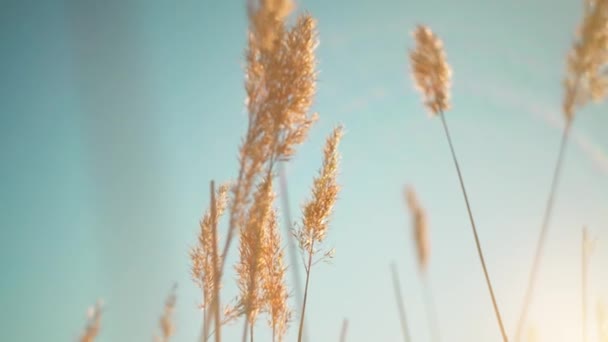 Reeds Flowing Spring Wind Sun Erres Blue Sky — Stock video