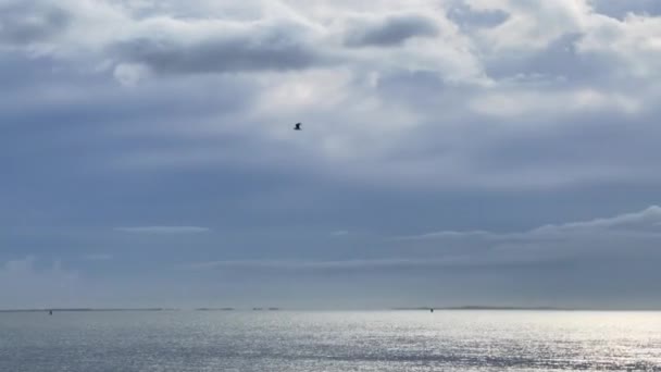Seagull Bird Fly Sea — Stock Video