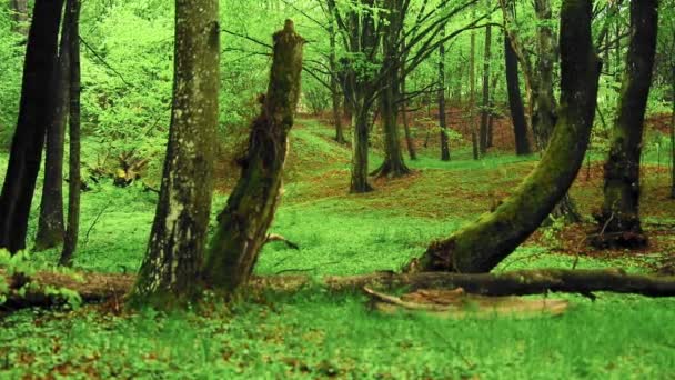 Uma Bela Vista Grama Verde Chão Molhado Floresta Após Chuva — Vídeo de Stock