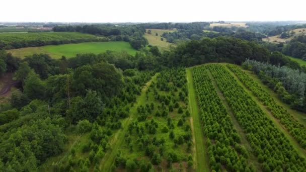 Drone Footage Green Christmas Trees Field Denmark — Stock Video