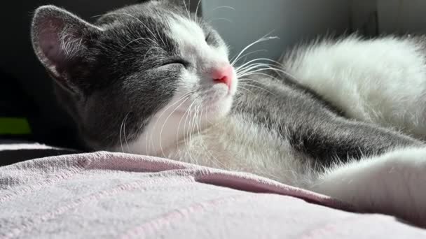 Großaufnahme Einer Schönen Katze Die Einem Sonnigen Tag Ihrem Bett — Stockvideo