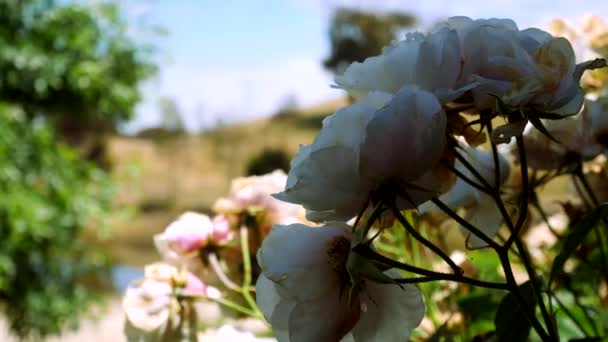 Uma Borboleta Adorável Fluindo Torno Rosas Brancas Jardim — Vídeo de Stock