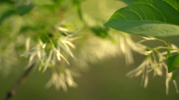 日落时在湖边的树枝和树叶的特写镜头 — 图库视频影像