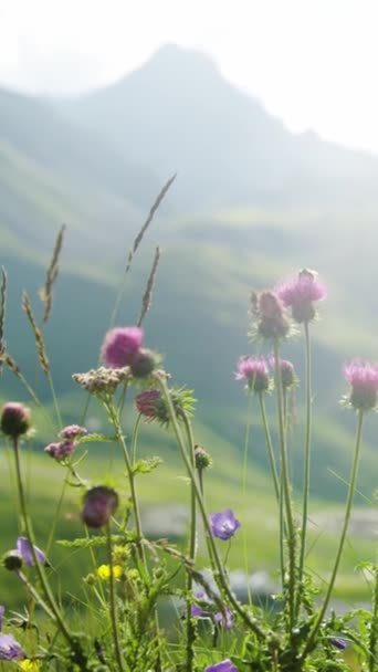 Вид Крупним Планом Дикі Квіти Гірському Пейзажі — стокове відео