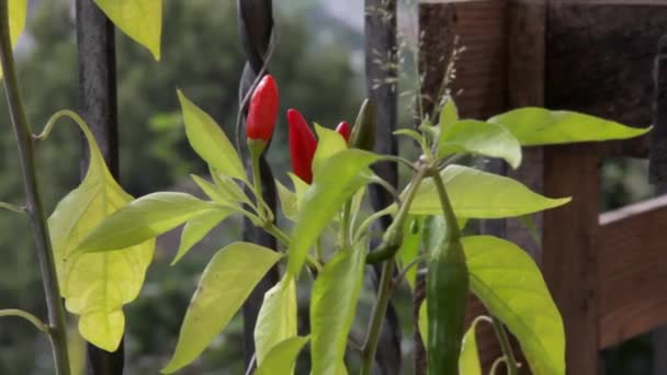Uitzicht Een Chili Peperplant Met Rood Fruit Zwaaiend Bewegend Uit — Stockvideo