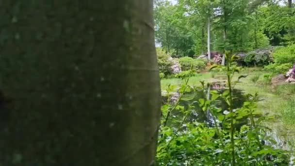Imagens Uma Pequena Lagoa Cercada Por Belas Flores Jardim — Vídeo de Stock