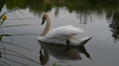 Tüylerini temizleyen ve Halle an der Saale, Almanya 'da bir gölde yüzen bir kuğunun yakın plan çekimi.