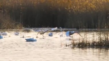 Arka planda bulanık kamışlarla gölün üzerinde uçan bir kuğu sürüsünün video görüntüleri.