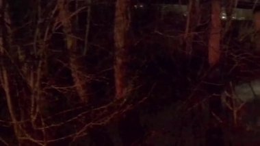 GOPRO 10 'da Staunton Nehri Köprüsü' nün altından Timelapse çekimi. Pans ile düzenlenerek Gizem Gösterisi Etc için bir açılış dizisi olarak kullanılabilir.