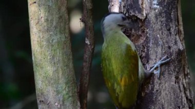 # Yeşil kuş # # Ağaçkakan kuşu # # Yerde ve ölü ağaçta besleniyor #