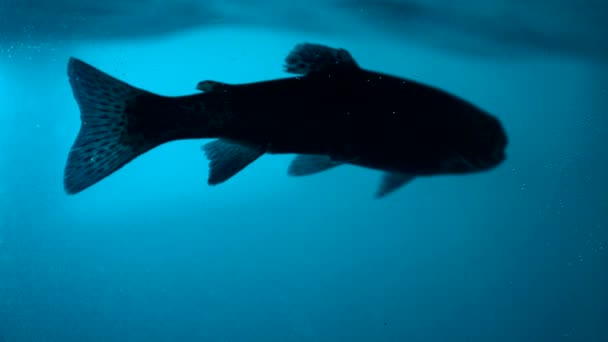 深蓝色水底的鱼以每秒1000英尺的速度射击 — 图库视频影像