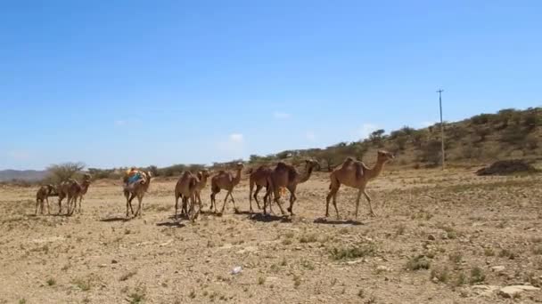 Wielbłądy Stworzone Dla Surowego Pustynnego Środowiska Mają Nawet Szczególnie Twarde — Wideo stockowe
