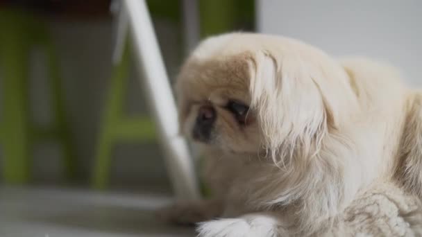 Zbliżenie Pekińskiego Psa Siedzącego Podłodze Domu — Wideo stockowe