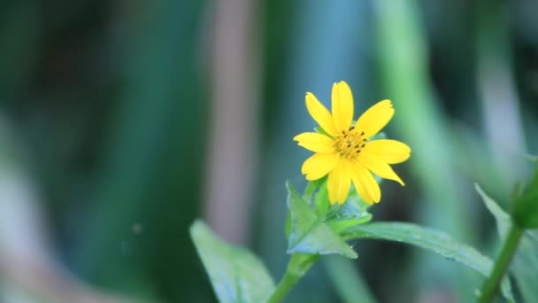 Nagranie Wideo Słoneczników Żółtej Trawy Wiosennych Kwiatów Łące Rozmytym Tle — Wideo stockowe