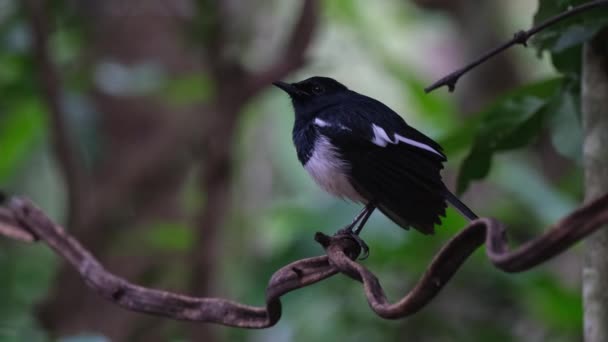 Perched Vine Deep Forest Camera Slides Left Oriental Magpie Robin — Vídeos de Stock