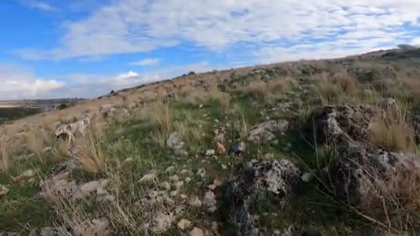 Cute Dog Running Grassy Hill Bright Cloudy Sky Sunny Day — Vídeo de stock