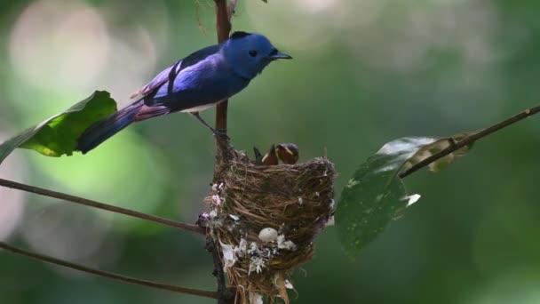 Male Watching Its Nestlings Windy Day Black Naped Monarch Hypothymis — Video