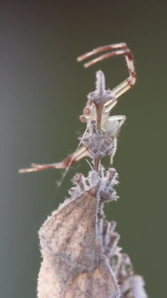 Nærbillede Krabbeedderkop Der Bygger Sit Net Plante Udendørs Solrig Dag – Stock-video