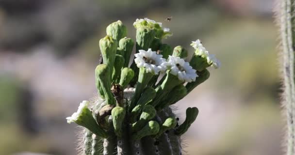 仙人掌蜂房蜜蜂的房顶在一个巨大仙人掌的臂弯上从娇嫩的白花中采蜜 — 图库视频影像