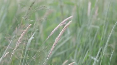 Rüzgarla savrulup giden phragmitlerin yakın çekimi.