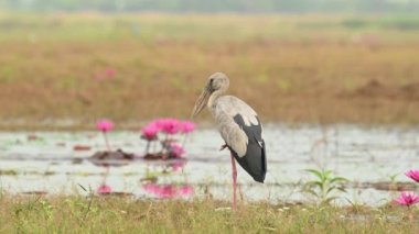 Tek bacakla ayakta durup başını kaşıyan Asyalı Openbill Stork, Anastomus oscitans, Nakhon Nayok, Tayland