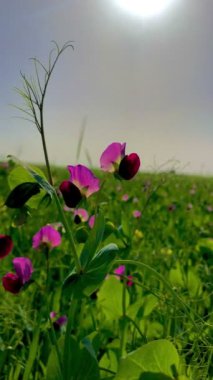 Pembe ve mor sabah zaferlerine yakın plan gökyüzü arka planında çayırda
