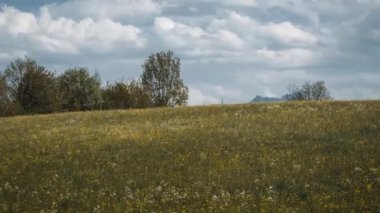 Rüzgar bir bitki tarlasının üzerinden esiyor. Bulutlar hızlı hareket ediyor. Arka planda bir dağ var..