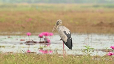 Bataklığın ortasında tek bacağının üzerinde duran Asyalı Openbill Stork, Anastomus oscitans, Nakhon Nayok, Tayland