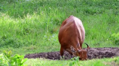 Çamurda bir birey bazı mineraller için yalayarak uzaklaşıyor, Banteng, Bos Javanicus, Tayland