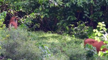 Three individuals grazing and one goes around into the middle and towards the right, Banteng, Bos Javanicus, Thailand