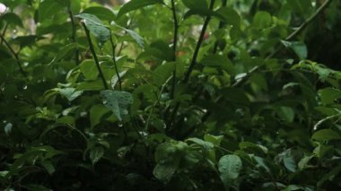 A closeup view of leaves under the light rain in HD