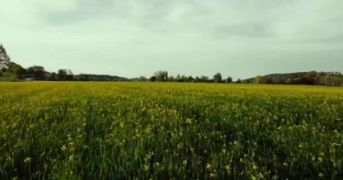 A high speed drone footage of a field with yellow flowers in Bavaria, Germany
