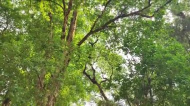 The tall green mountains on a rural field in the Uttarakhand Mountains