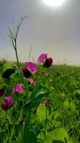 Closeup Pink Purple Morning Glories Meadow Pastel Sky Background — Vídeo de Stock