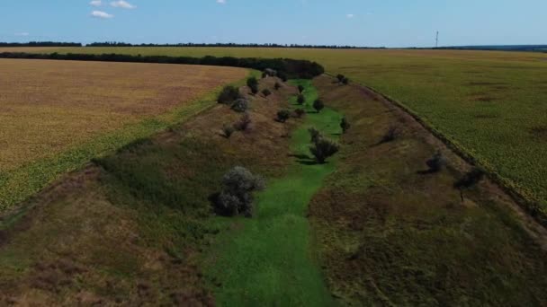 Beautiful View Green Fields Kirovohrad Oblast Ukraine — Vídeo de stock