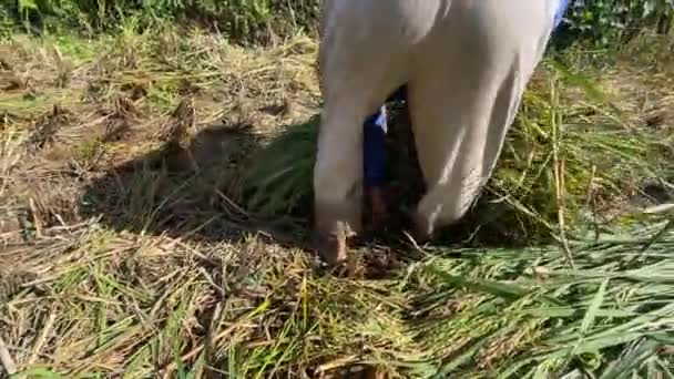 Granjero Trabajando Campo Arroz Día Soleado Java Indonesia — Vídeos de Stock