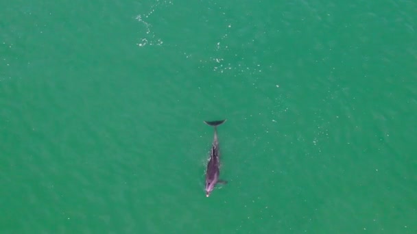 Een Langzame Luchtbeweging Rond Cortez Zee Met Drijvende Dolfijn — Stockvideo