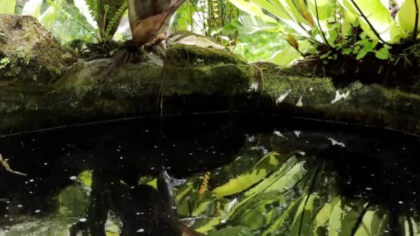 Ein Frosch Schwimmt Einem Kleinen Teich — Stockvideo