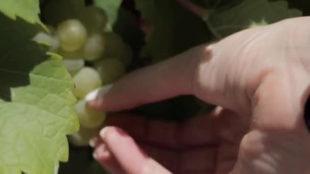 Güney Afrika Daki Stellenbosch Üzüm Bağlarından Üzüm Alan Beyaz Bir — Stok video