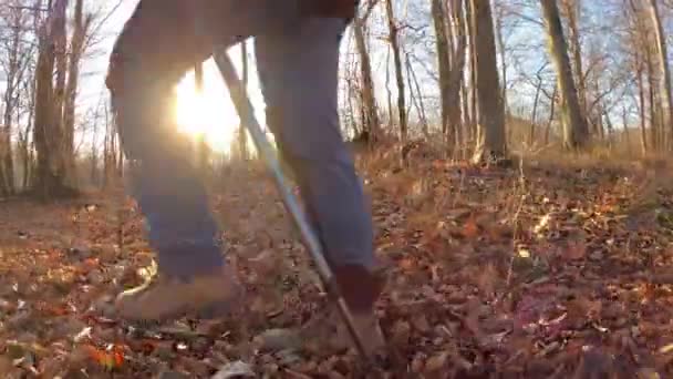 Turista Kráčející Podzimním Lese Během Západu Slunce — Stock video