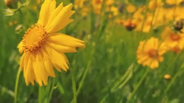 Крупним Планом Жовті Квіти Саду — стокове відео