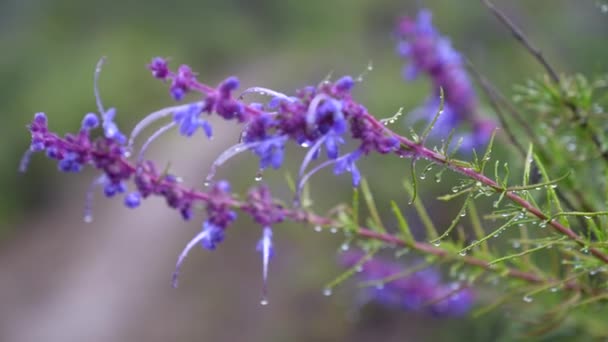 Неглубокая Фокусировка Цветках Лаванды Капельками Воды Расплывчатом Фоне — стоковое видео