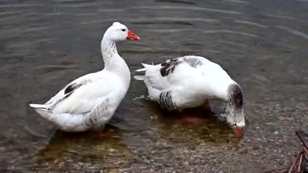 ガチョウの群れが湖の岸近くに現れ — ストック動画