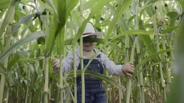 Closeup Footage Little Boy White Cowboy Hat Walking Cornfield — Vídeo de Stock