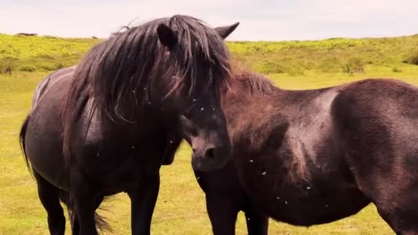 Blick Auf Dartmoor Ponys Umgeben Von Fliegen — Stockvideo