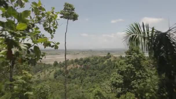 Повітряний Вид Чудового Лісу Біля Моря Гаїті — стокове відео