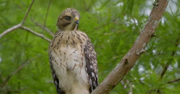 Red Shouldered Hawk Perched Tree Florida — Vídeo de Stock
