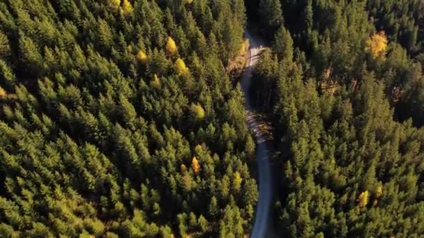 Αεροφωτογραφία Ενός Δρόμου Στη Μέση Ενός Δάσους Γεμάτου Φθινοπωρινά Δέντρα — Αρχείο Βίντεο